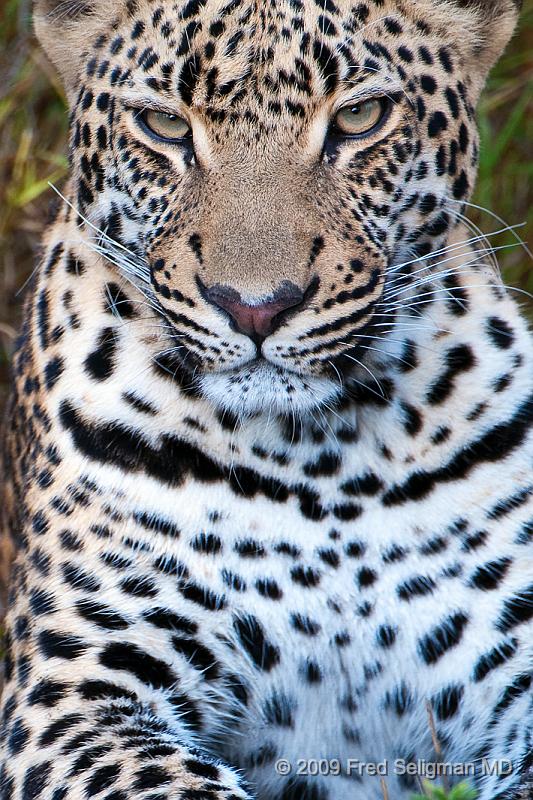 20090615_100153 D300 (8) X1.jpg - Leopard in Okavanga Delta, Botswana